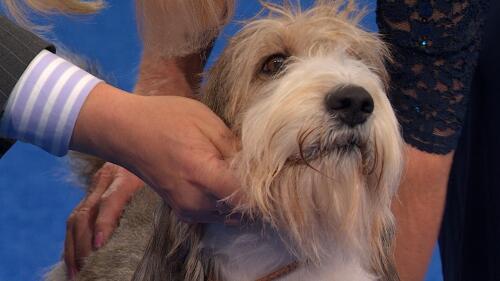 体育商业联盟管理